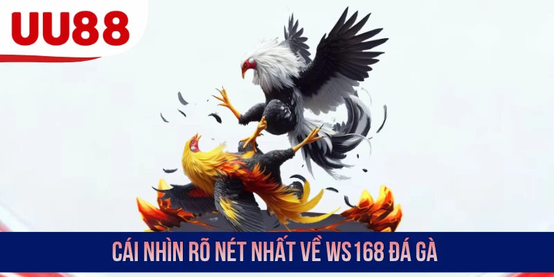 Cái nhìn rõ nét nhất về WS168 đá gà